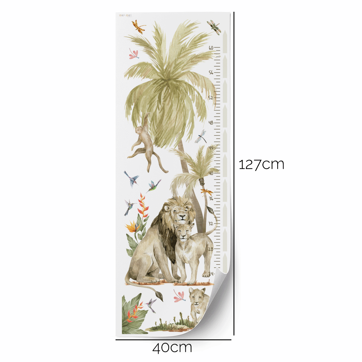 Height Lions chart